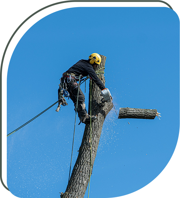 A man is working on the top of a tree.